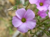 Close-up of the pink, 5-petaled flower.