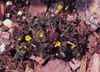 Oxalis corniculata L.