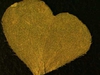 Oxalis corniculata L.