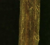 Oxalis corniculata L.