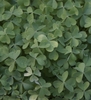 clover like leaves