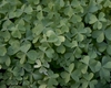 clover like leaves