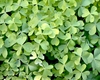 clover like leaves