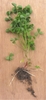 Entire plant with roots and rhizomes exposed