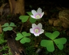 Trifoliolate leaves & 5-petaled white flowers with pink stripes.