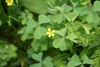 Ternate leaves & yellow, 5-petaled flowers.
