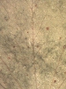 Oxalis stricta abaxial leaflet surface