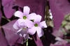 Close-up on the showy, pinkish purple, 5-petaled flowers.