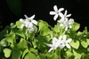Green trifoliolate leaves & showy white flowers.