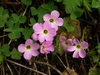 Ternate leaves & pink, 5-petaled flowers.