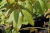 Oxydendrum arboreum
