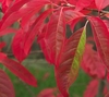 Oxydendrum arboreum showing red leaves of autumn.