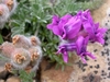 fuzzy capsules and purple legume flowers.