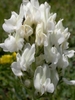 clusters of white legume flowers