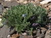 small tufted plant in dry gravel