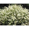 Viburnum obovatum 'Raulston Hardy'