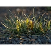 Nothoscordum sellowianum