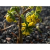 Daphne pseudomezereum