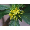 Daphne pseudomezereum