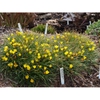 Nothoscordum sellowianum