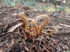 Unfurling fiddleheads
