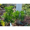 Daphne pseudomezereum