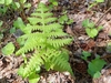 young green foliage of Phegopteris hexagonoptera in spring