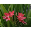 Lapeirousia laxa