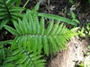 Fronds