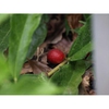 Unripe Fruit