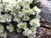 Form