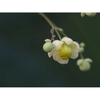 Mahonia ilicina