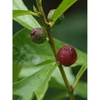Fruit Detail
