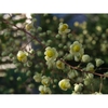 Mahonia ilicina