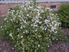 Viburnum obovatum 'Raulston Hardy'