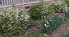 Viburnum obovatum 'Raulston Hardy'
