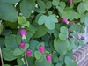Clematis glaucophylla