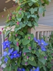 Clematis glaucophylla