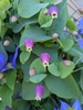 Clematis glaucophylla
