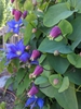 Clematis glaucophylla