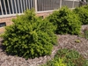 Viburnum obovatum 'Raulston Hardy'