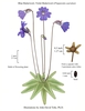 Color illustration of the technical details of this species.