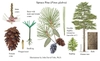 Color illustrations of the technical details of this species.