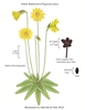 Color illustration of the technical details of this species.