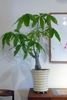 potted plant with palmately compound leaves.