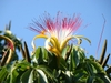 Flower with five petals and many red-tipped, long stamens.