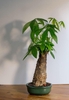 potted plant with palmately compound leaves & woody stem.