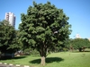 Large tree with rounded canopy, growing in a park.