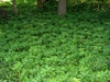 Pachysandra terminalis
