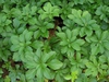 Pachysandra terminalis